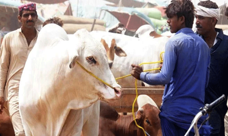 ماہرینِ صحت نے عیدالاضحیٰ پر کانگو وائرس کے خطرے سے خبردار کردیا