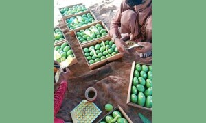 پاکستان میں آم کی کاشت کو کیسے پائیدار بنایا جاسکتا ہے؟