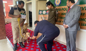 پنجاب پولیس کے کتوں کو گود لے لیا گیا
