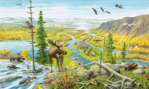 Bring back the wild and leave it alone. Our survival depends on it