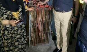 کراچی میں شارع فیصل پر آنے والے شیر کو قابو کرلیا گیا