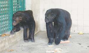Young chimpanzee dies of &lsquo;heart attack&rsquo; at Karachi Zoo