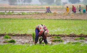 Speakers in Rawalpindi call for mobilising rural women to enhance pulse produce