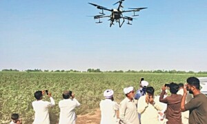 پنجاب: سفید مکھیوں کا کپاس کی فصل پر حملہ، کیڑے مار ادویات کا اسپرے جاری