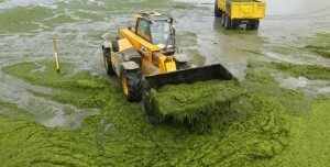 Energy security through biofuels