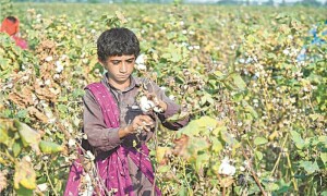 سفید مکھیوں کے حملے کے باوجود کپاس کی پیداوار میں اضافہ