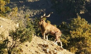 Auction fetches record $212,000 for single markhor kill