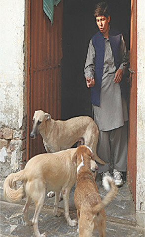 Saving and rescuing stray animals: a testament to Ansar&rsquo;s heroism