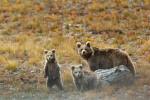 No increase in number of Deosai bears worry conservationists