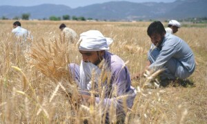 Prime minister says wheat available in abundance for domestic needs, vows no leniency for hoarders