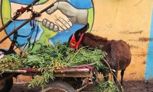 Palestinian man sheltering stray animals in Gaza waits for aid as supplies run out