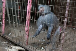 PHOTOS: Gazans seek refuge in Rafah zoo amid Israeli bombardment