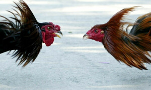 اٹک: مرغوں کی لڑائی پر جوئے بازی، 5 ملزمان گرفتار