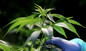 بھنگ کی کاشت کیلئے اتھارٹی بنانے کا فیصلہ