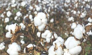 Output of 8.2m lint bales falls short of local needs