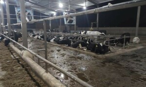 کراچی: مسلح افراد ڈیری فارم سے کروڑوں روپے مالیت کی 94 بھینسیں، گائیں چھین کر فرار