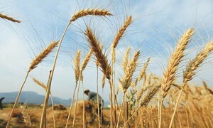 ای سی سی گندم کی خریداری کیلئے واضح کیش کریڈٹ حد کی منظوری دینے میں ناکام