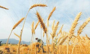 Tone-deaf policies and changing cropping patterns