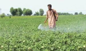 Hard times for farmers after drop in rates of 3 crops Hard times for farmers after drop in rates of 3 crops