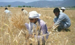 Analysis: The wheat import scam?