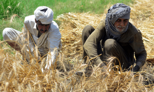پنجاب حکومت کا آئندہ سال گندم نہ خریدنے کا فیصلہ