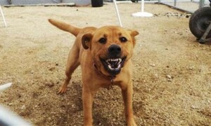 بھارت: والدین کی غفلت کے باعث آوارہ کتے کے کاٹنے سے شیرخوار ہلاک