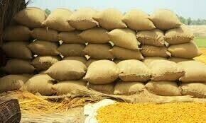 Corruption in wheat procurement: Passco centre in-charges pass the buck to high-ups