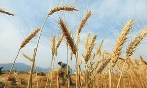گندم اسکینڈل: وزارت نیشنل فوڈ سیکیورٹی کے 4 افسران کو معطل کرنے کا فیصلہ
