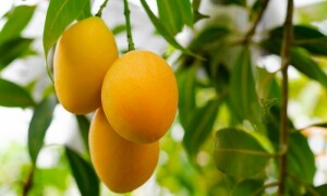 &rsquo;موسمیاتی تبدیلی کے اثرات اب آم کی پیداوار میں واضح نظر آرہے ہیں&lsquo;