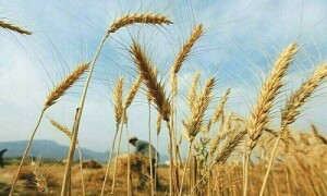 لاہور: کسانوں سے گندم نہ خریدنے، باردانہ نہ دینے پر حکومت پنجاب سے جواب طلب