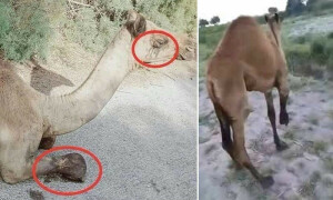 &rsquo;زرعی زمین میں گھسنے پر بااثر وڈیرے نے اونٹ کی ٹانگ کاٹ دی&lsquo;، مقدمہ نامعلوم افراد کے خلاف درج