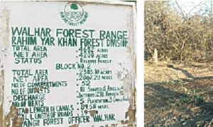 As world fights global warming, Rahim Yar Khan&rsquo;s forest dept looks the other way