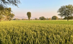 Balochistan farmers sow &lsquo;seeds of hope&rsquo; as they take a bold leap into organic farming
