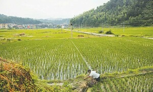 Nuclear-derived agricultural practices to boost rice yield