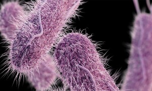 How &lsquo;treatable&rsquo; typhoid turned into a &lsquo;superbug&rsquo;