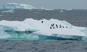 COP16 &mdash; From forests to oceans, nature in a dire state