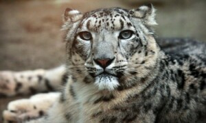 AI turns human-wildlife conflict into &lsquo;human-wildlife coexistence&rsquo; in GB