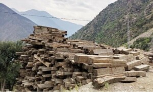 KP govt allowed cutting of 6m cubic feet of timber, SC told