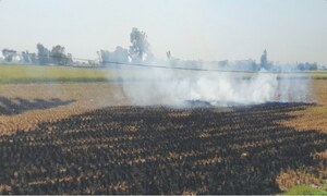 Pakistan&rsquo;s Punjab records 4.2 times more crop-fire detections than Indian Punjab: report