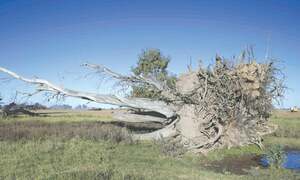 One in three tree species at risk of extinction