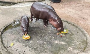 Thai baby hippo Moo Deng &lsquo;predicts&rsquo; US election win for Trump