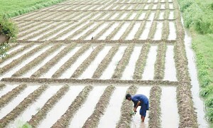 Amid scant rainfall, farmers asked to find alternative means of irrigation