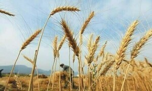 رواں برس گندم کی پیداوار گزشتہ سال کی نسبت کم ہوگی، وزارت نیشنل فوڈ سیکیورٹی