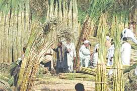 No more sugar exports; cane crushing to start from 21st