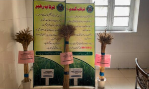 Scientists introduce 3 new varieties of climate-resilient wheat in KP