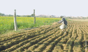 Agriculture: Bhal Safai &mdash; fixing water losses