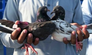 ملک بھر میں کبوتروں کی ریس کا بڑھتا رجحان اور &rsquo;کبوتربازی&lsquo; کے منفی تصورات