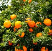 Pakistan earns $20m from kinnow exports