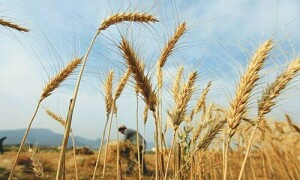 Global wheat import dented by economic woes