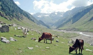 Dry winter creates &lsquo;drought-like&rsquo; situation in Battagram